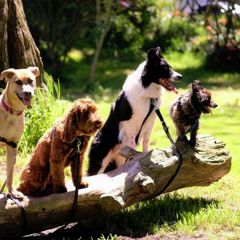 Mantrailing-Kurs Alexandra Osterkorn