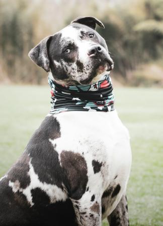 alexandra osterkorn | isnhund.de | hundetraining