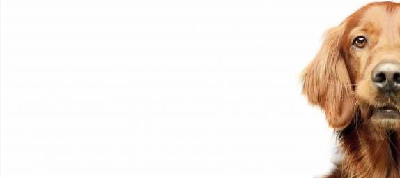 Is'n Hund - Dein Hund, Hundetraining und Verhaltensberatung mit Alexandra Osterkorn