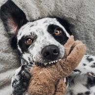 alexandra osterkorn | isnhund | problemhunde